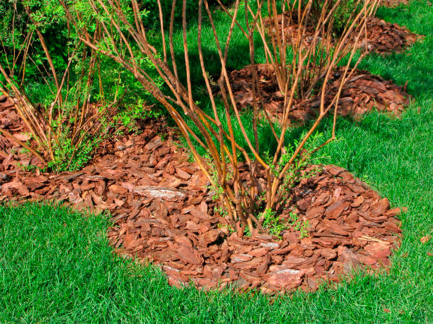 Mulch Around Shrubs